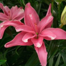 Candy Blossom has upturned blooms with double the petals. Photo courtesy of The Lily Nook