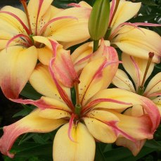 Delicate Joy is a good choice for a container planting or for the front of a flower bed since it's short - growing up to only about 2 feet tall. Photo courtesy of The Lily Nook