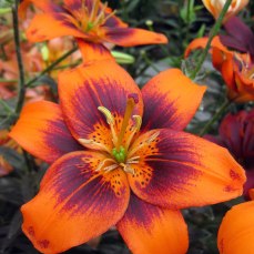 Easy Samba is a pollen-less lily with extra-wide petals flaunting an eye-catching colour combo. Photo courtesy of The Lily Nook