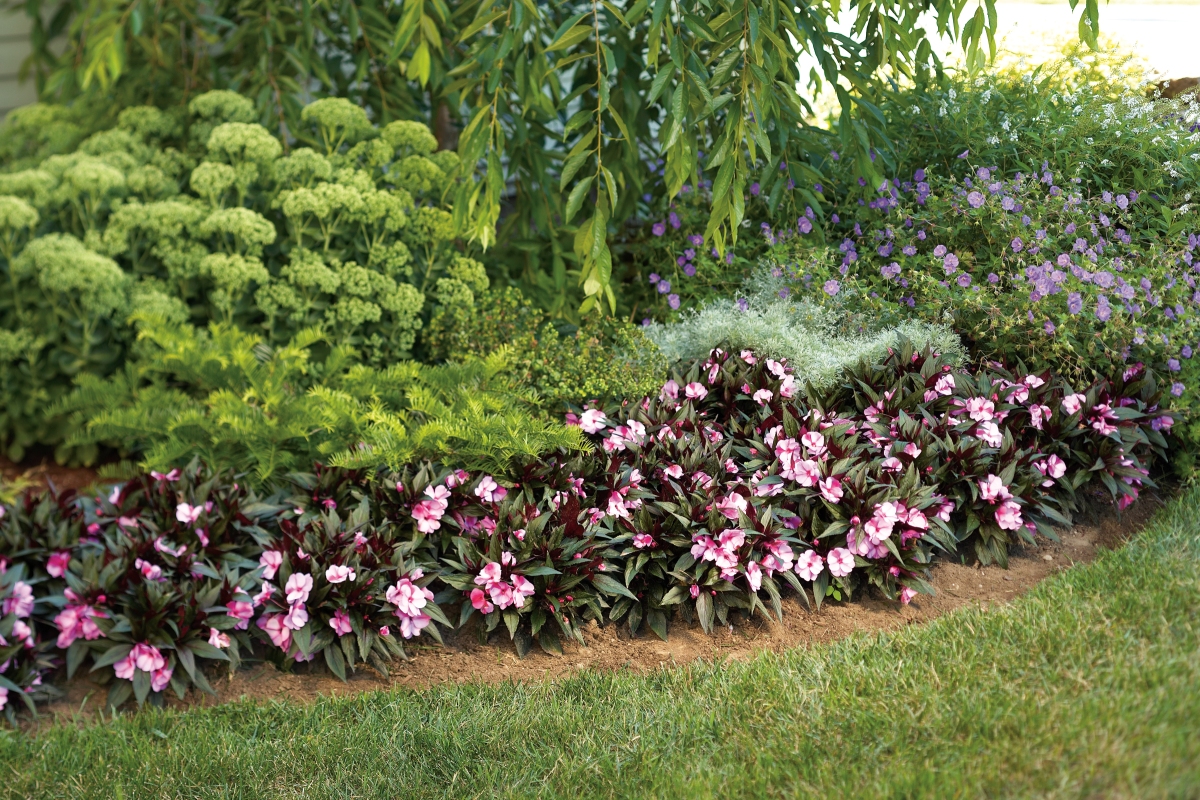 New guinea impatiens line a flower bed in a shady garden.