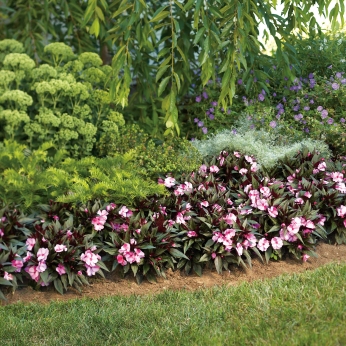 New guinea impatiens line a flower bed in a shady garden.