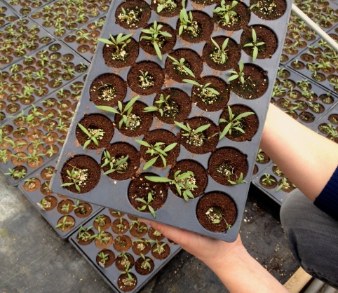 Seedlings in commercial garden nursery