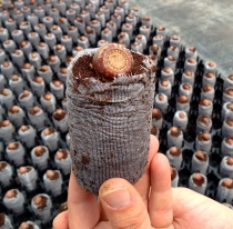 A chestnut seedling at a commercial nursery