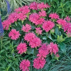 Pink Bee Balm for hummingbirds