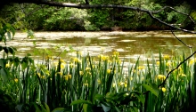 Pond and irises