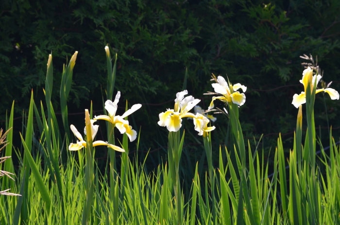 irises in sunlight