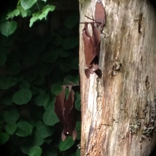 Bat sculptures