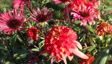 Two types of Echinacea