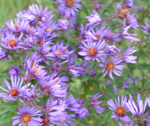 New England Aster blooms
