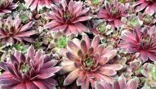 Hens and chicks succulents