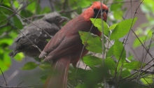 Cardinal birds
