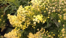 Compact goldenrod