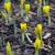 Yellow dwarf iris