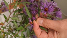 Looking at asters