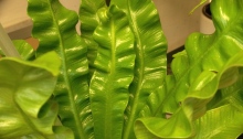 The fronds of a Crispy Wave fern.