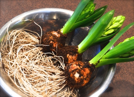 Hyacinth bulbs with bare roots in a bowl.