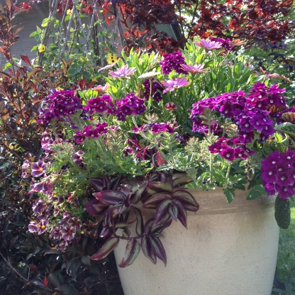 A container of purple flowers and foliage at the height of summer.