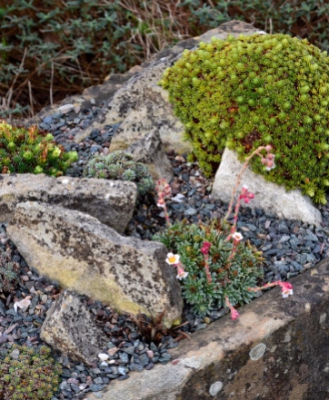 A rectangular trough is planted with alpines.