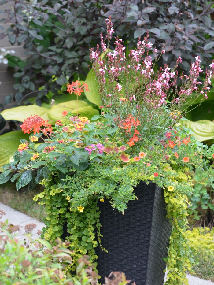 Gaura, Lantana and other bright plants in a container