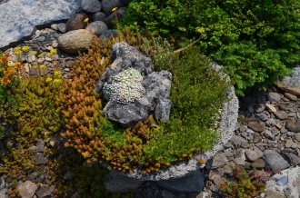 A large rock is a feature of a low container planted with alpines.