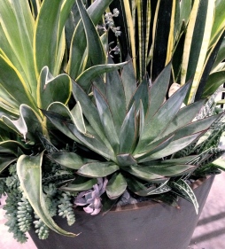 A container filled with large succulents