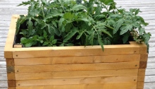 A wooden raised bed with plants including tomatoes.