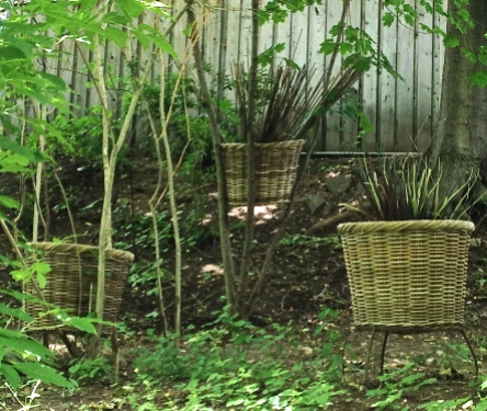 Wicker containers are set in amongst saplings.