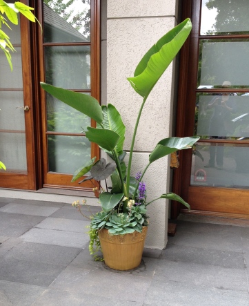 A small container is planted with a tall tropical plant.
