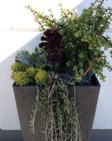 A container of tall and trailing succulents
