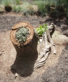 An ornamental plant grows from an old tree stump.