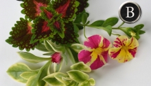 A bright, fast growing container recipe with calibrachoa