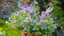 A browallia for full shade gardens has purple flowers.