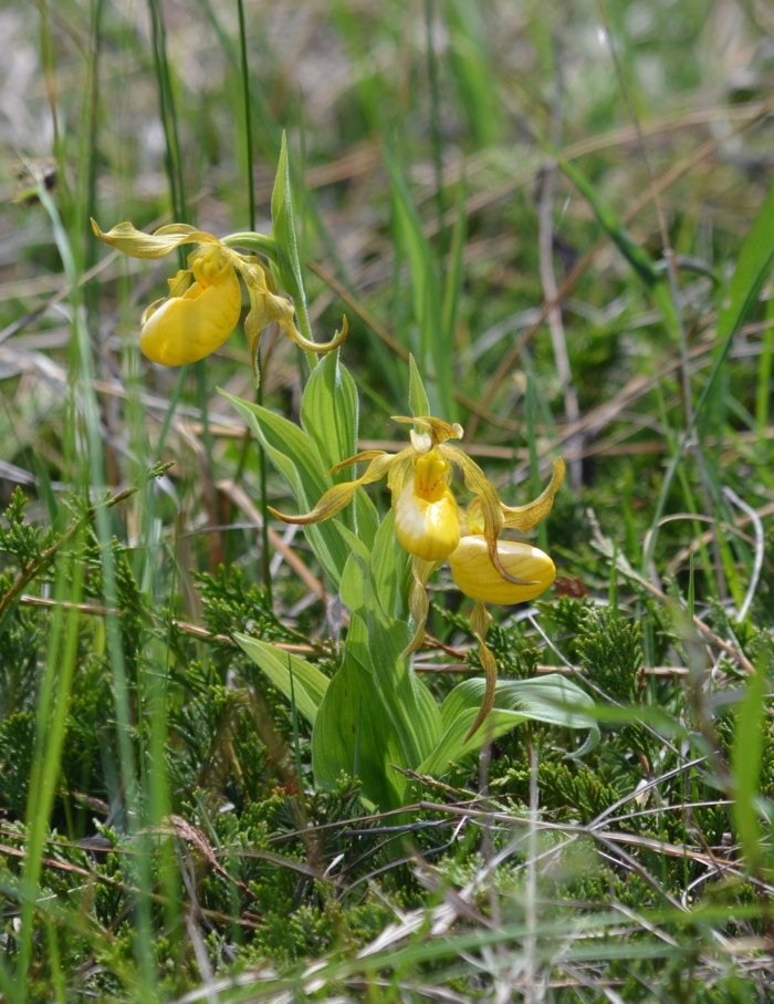 Two yellow orchid-like wildflowers