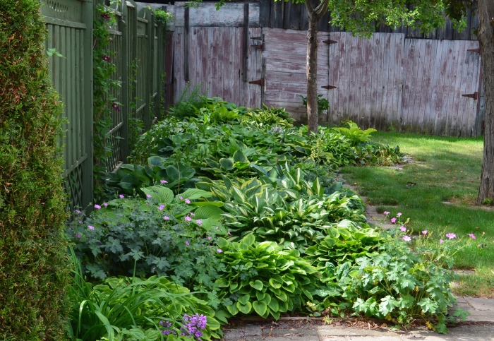 A front garden with fence and bed of hostas