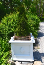 An evergreen shrub in a formal plant container with added twig edging.