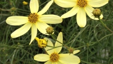A closeup of pale lemon flowers.