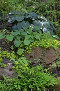 Evergreen shrubs are used in a rock garden.