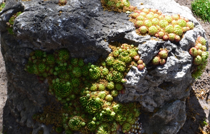 Succulents grow from tiny crevices in a rock.