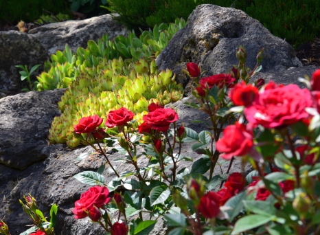 Bright green succulents and red roses contrast in a rock garden.