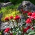 Bright green succulents and red roses contrast in a rock garden.