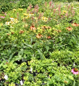 Pots of plants for sale at Lost Horizons look like a field of wildflowers