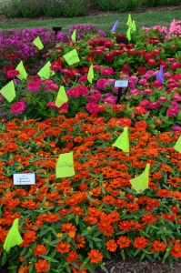 Bright zinnas are winners in the trial gardens for Landscape Ontario.