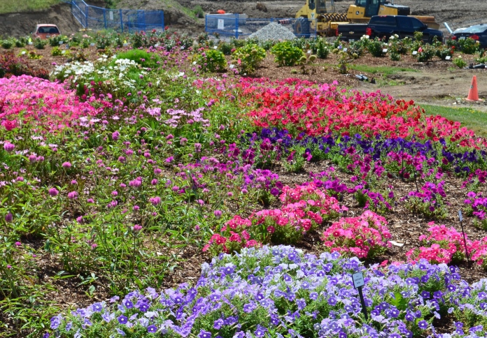 Brightly coloured flower beds are bordered by a construction zone.