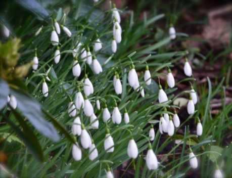 Snowdrops in a drift along a sloping flower bed.