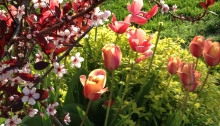 Tulips planted in fall for good spring colour.