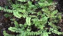 A small clump of Maidenhair fern.