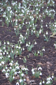 Snowdrops are good fall planting bulbs.