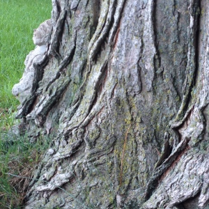A vintage garden gnome positioned near a tree.