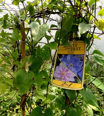 A pair of clematis offered at a nursery.