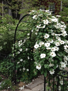 A white clematis in bloom trained over a metal arch.